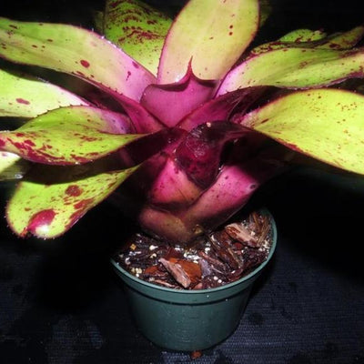 Neoregelia 'Takemura Princeps' | Bromeliad Paradise