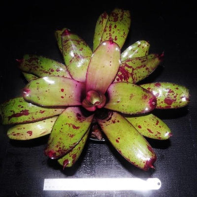 Neoregelia 'Takemura Princeps' | Bromeliad Paradise