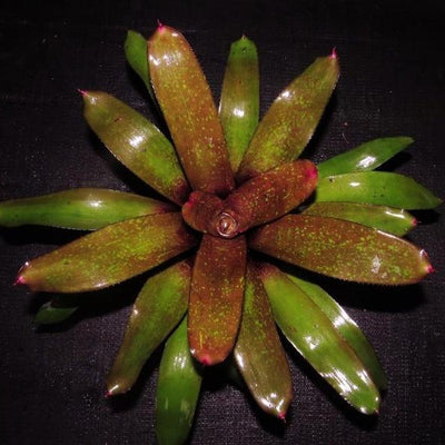 Neoregelia 'Takemura Princeps' x 'Burle Marxii' | Bromeliad Paradise