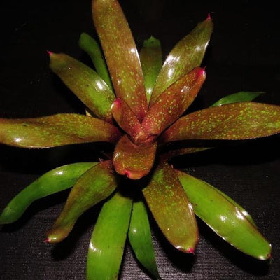 Neoregelia 'Takemura Princeps' x 'Burle Marxii' | Bromeliad Paradise