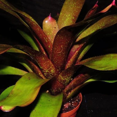 Neoregelia 'Takemura Princeps' x 'Burle Marxii' | Bromeliad Paradise