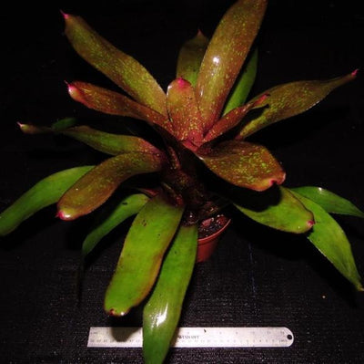 Neoregelia 'Takemura Princeps' x 'Burle Marxii' | Bromeliad Paradise