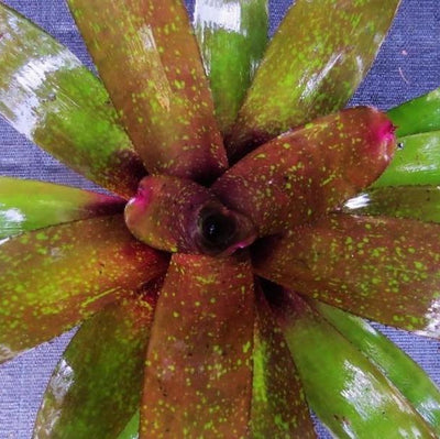 Neoregelia 'Takemura Princeps' x 'Burle Marxii' | Bromeliad Paradise