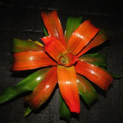 Neoregelia 'Tangerine' aka 'Grove's Tangerine' | Bromeliad Paradise