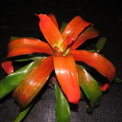 Neoregelia 'Tangerine' aka 'Grove's Tangerine' | Bromeliad Paradise