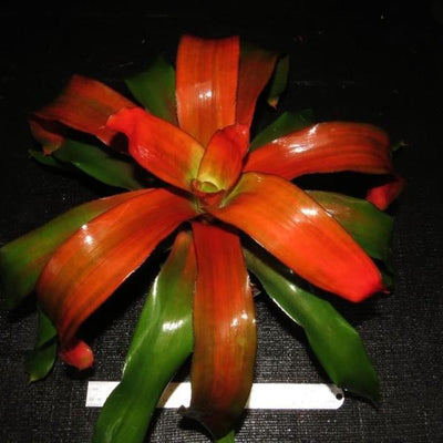 Neoregelia 'Tangerine' aka 'Grove's Tangerine' | Bromeliad Paradise