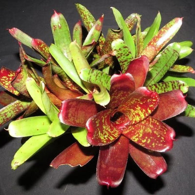 Neoregelia Terrarium/Vivarium Seconds | Bromeliad Paradise