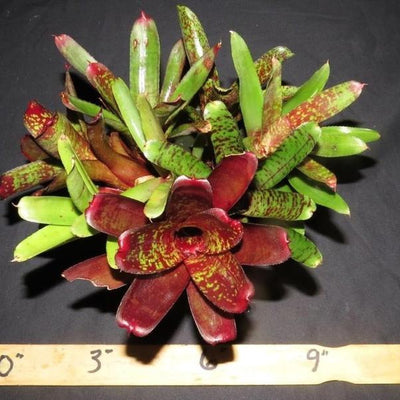 Neoregelia Terrarium/Vivarium Seconds | Bromeliad Paradise