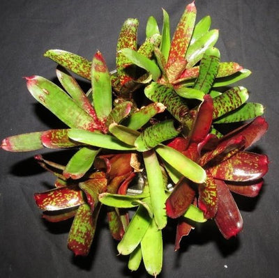 Neoregelia Terrarium/Vivarium Seconds | Bromeliad Paradise