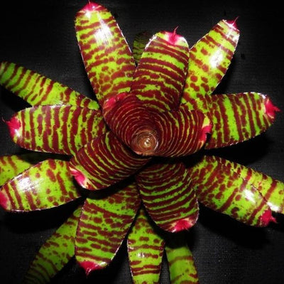 Neoregelia 'Tiger Blood' | Bromeliad Paradise