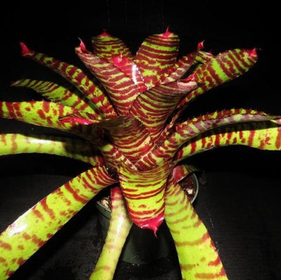 Neoregelia 'Tiger Blood' | Bromeliad Paradise