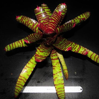 Neoregelia 'Tiger Blood' | Bromeliad Paradise