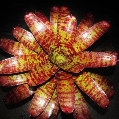 Neoregelia 'Tiger Head' | Bromeliad Paradise