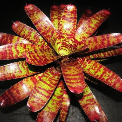 Neoregelia 'Tiger Head' | Bromeliad Paradise