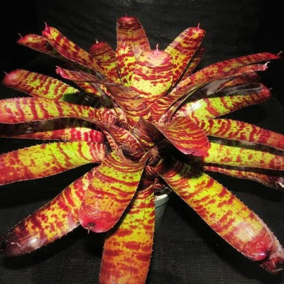 Neoregelia 'Tiger Head' | Bromeliad Paradise