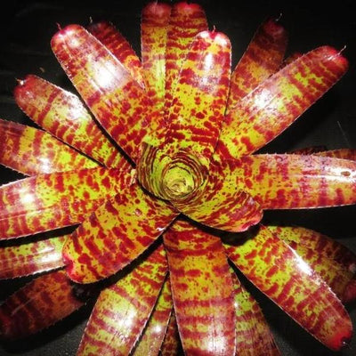 Neoregelia 'Tiger Head' | Bromeliad Paradise