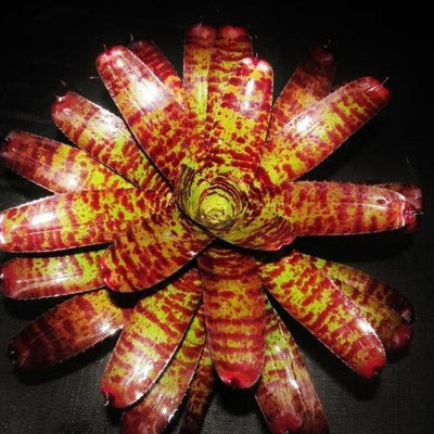 Neoregelia 'Tiger Head' | Bromeliad Paradise