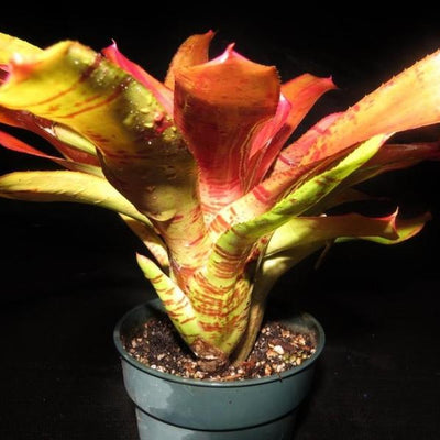 Neoregelia 'Tiger Prawn' | Bromeliad Paradise