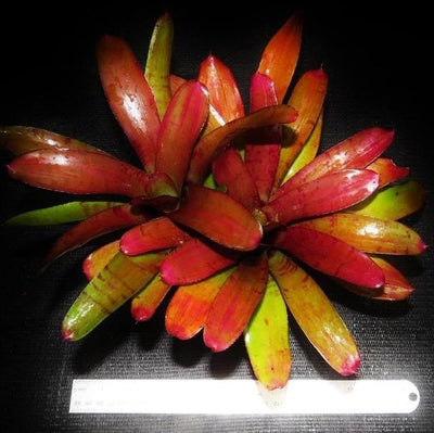 Neoregelia 'Tiger Prawn' | Bromeliad Paradise