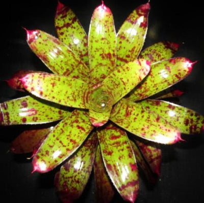 Neoregelia 'Tiger Tail' | Bromeliad Paradise