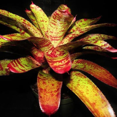 Neoregelia 'Tiger Tail' | Bromeliad Paradise