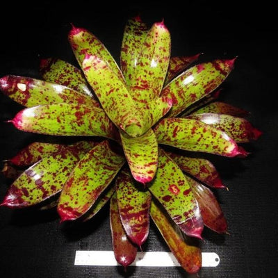 Neoregelia 'Tiger Tail' | Bromeliad Paradise