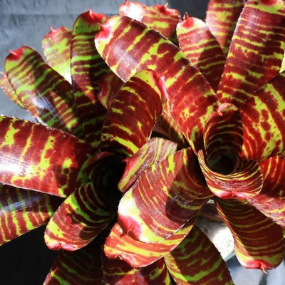 Neoregelia 'Touchdown' | Bromeliad Paradise