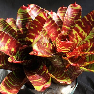 Neoregelia 'Touchdown' | Bromeliad Paradise