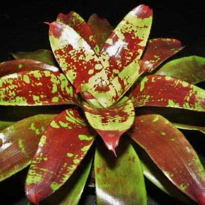 Neoregelia 'Touche' | Bromeliad Paradise