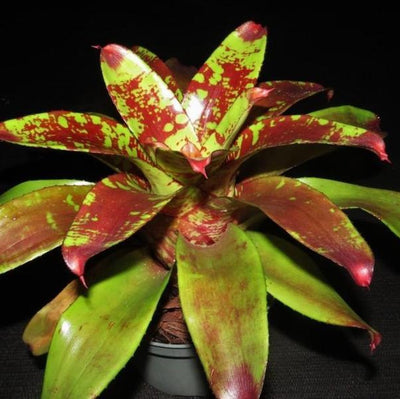 Neoregelia 'Touche' | Bromeliad Paradise