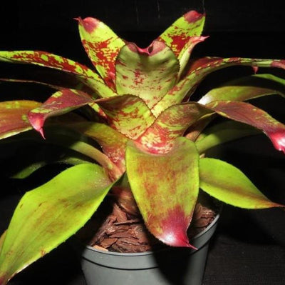 Neoregelia 'Touche' | Bromeliad Paradise