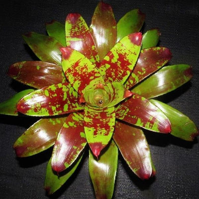 Neoregelia 'Touche' | Bromeliad Paradise