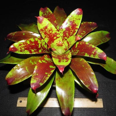 Neoregelia 'Touche' | Bromeliad Paradise