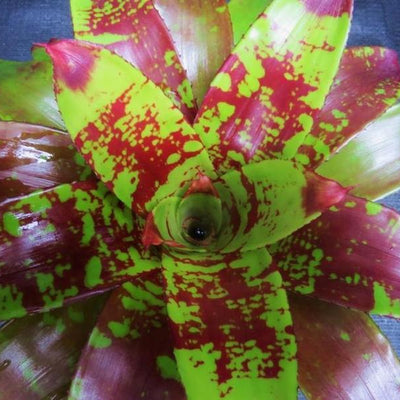 Neoregelia 'Touche' | Bromeliad Paradise