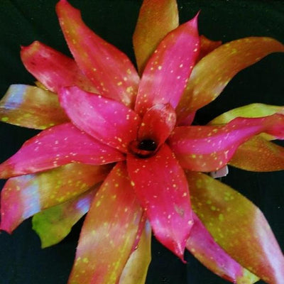 Neoregelia 'Treasure Chest' | Bromeliad Paradise