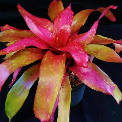 Neoregelia 'Treasure Chest' | Bromeliad Paradise