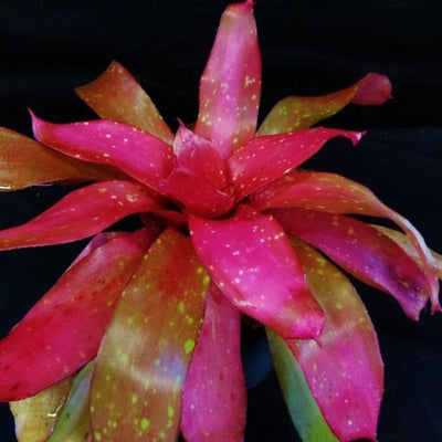 Neoregelia 'Treasure Chest' | Bromeliad Paradise
