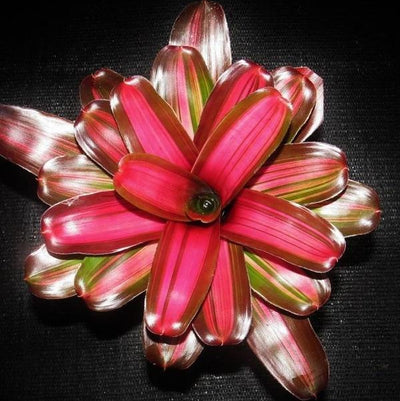 Neoregelia 'Tricolor' x 'Fireball' Variegated | Bromeliad Paradise