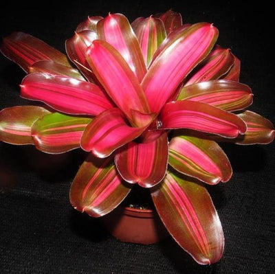 Neoregelia 'Tricolor' x 'Fireball' Variegated | Bromeliad Paradise