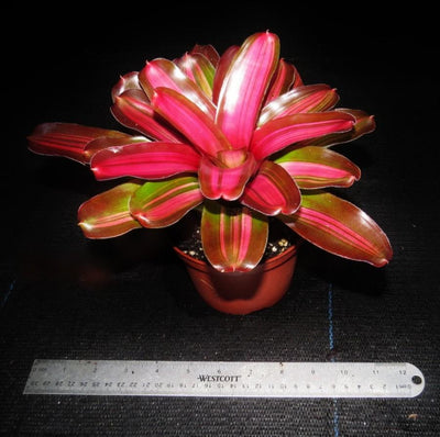 Neoregelia 'Tricolor' x 'Fireball' Variegated | Bromeliad Paradise