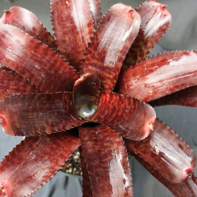 Neoregelia 'Tunisia' | Bromeliad Paradise