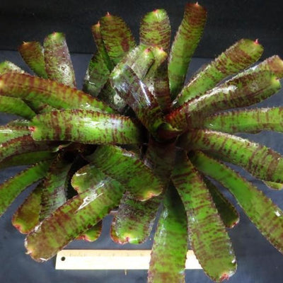 Neoregelia 'Tunisia' | Bromeliad Paradise