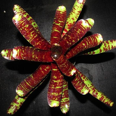 Neoregelia 'Tunisia' x 'Blueberry Tiger' | Bromeliad Paradise