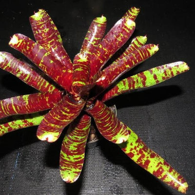 Neoregelia 'Tunisia' x 'Blueberry Tiger' | Bromeliad Paradise