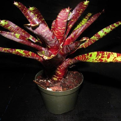 Neoregelia 'Tunisia' x 'Blueberry Tiger' | Bromeliad Paradise