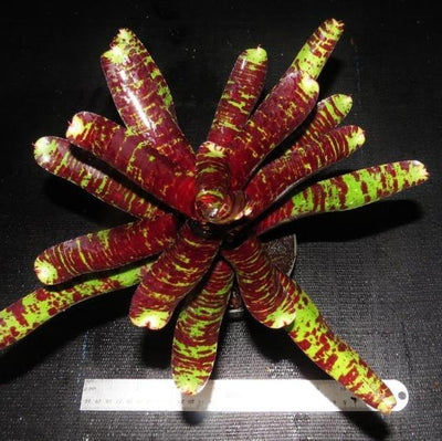 Neoregelia 'Tunisia' x 'Blueberry Tiger' | Bromeliad Paradise