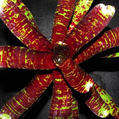 Neoregelia 'Tunisia' x 'Blueberry Tiger' | Bromeliad Paradise