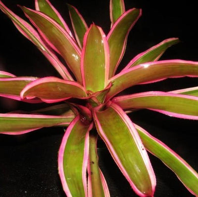 Neoregelia 'Valentine' | Bromeliad Paradise