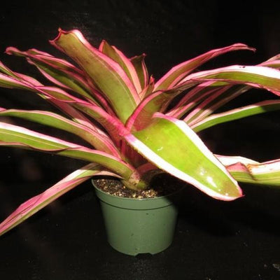 Neoregelia 'Valentine' | Bromeliad Paradise