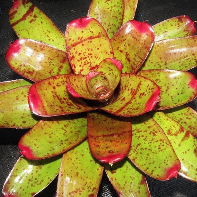 Neoregelia 'Valkyrie' | Bromeliad Paradise